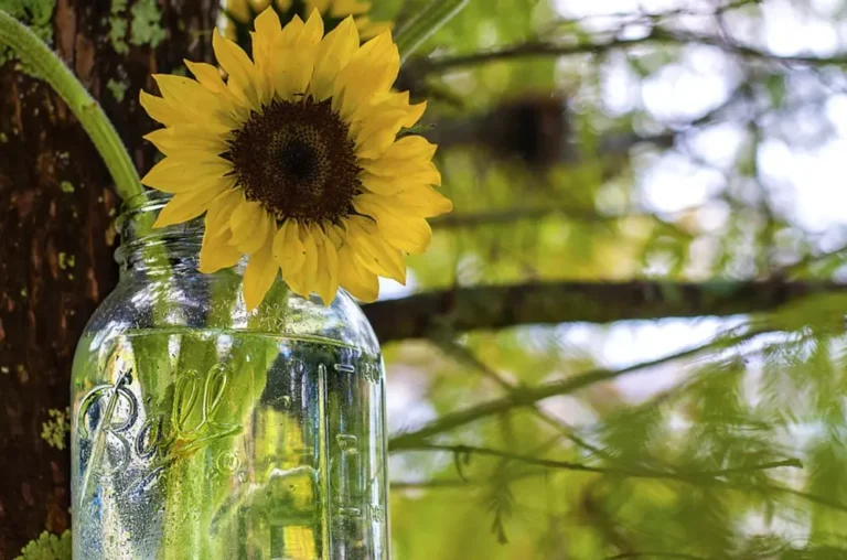 Sunflower in a mason jar, hanging from a tree