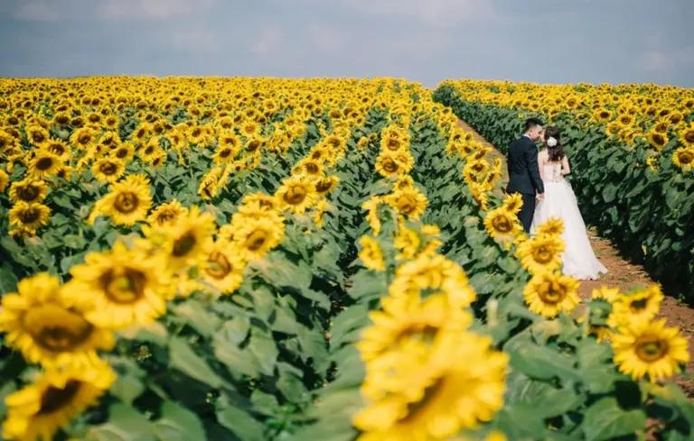 Couple in wedding attire walking through a sunflower field.
