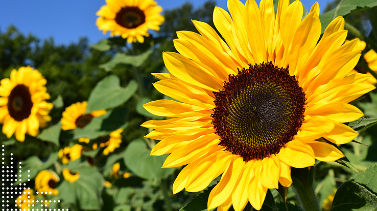 Close-up of a bright yellow sunflower in a field.